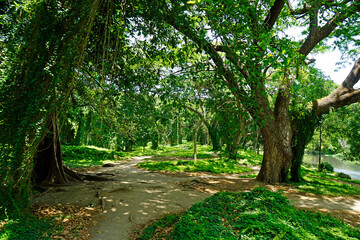 green forestal, park in havana