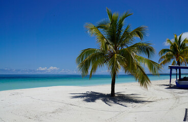 palm trees on a tropical island