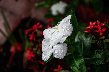 Flor Blanca