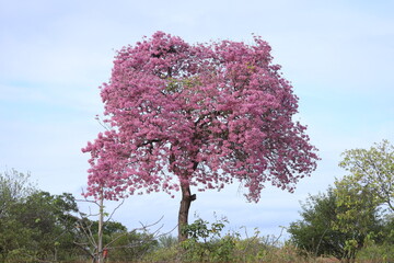 Pink flowering ipê in northeastern brazil