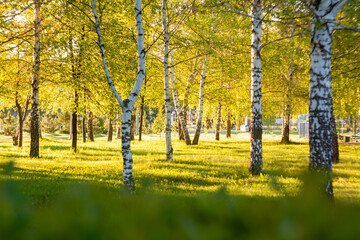 autumn trees in the park