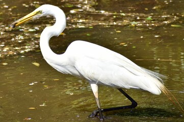 Great Egret