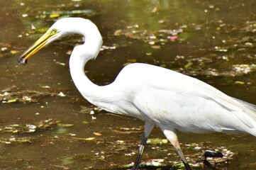 Great Egret