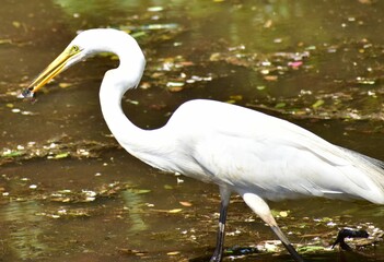 Great Egret