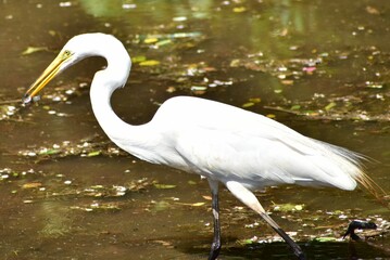 Naklejka premium Great Egret
