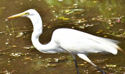 Great Egret