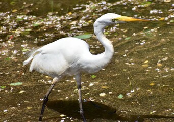 Great Egret