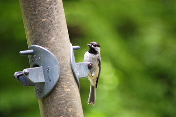 Bird on Feeder