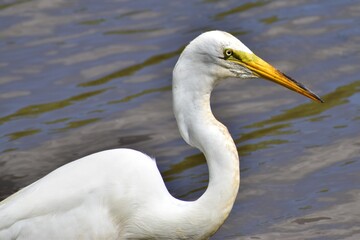 Great Egret
