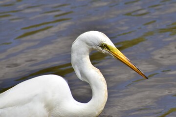 Great Egret