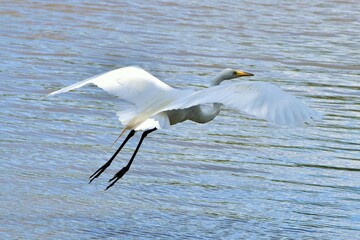 Great Egret