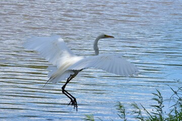 Great Egret