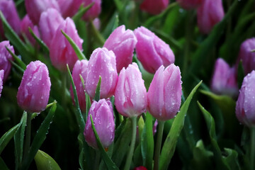 close up bright pink tulips with fresh green leaves