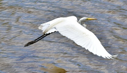 Great Egret