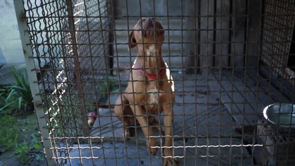 Sad homeless lonely dog partial heterochromia unwanted and barking in animal shelter and wag their tail happily. Asylum. Stray dogs in iron cage. Poor and hungry street dogs. - Powered by Adobe