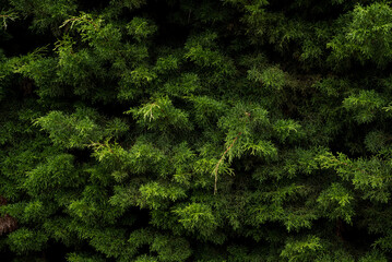 Full frame shot of Pine Foliage Plants, Pine tree