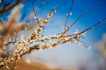 Spring flowering. Beautiful flowering trees. Sunny. blue sky, tree branch with flowers