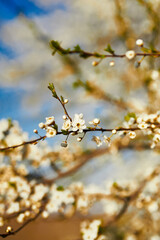 Spring flowering. Beautiful flowering trees. Sunny. blue sky, tree branch with flowers