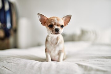 Beautiful small chihuahua puppy standing on the bed curious and happy, healthy cute babby dog at...