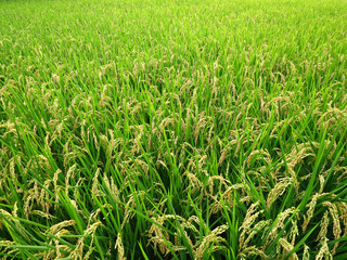 Fototapeta premium Paddy fields