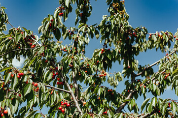 cherries on a tree branch with green leaves in the garden of Ukraine