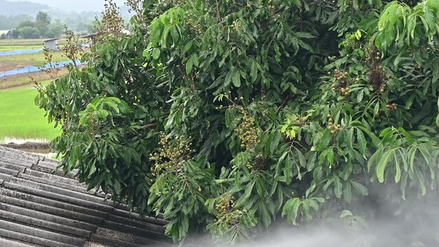 Gardener spraying hormone mix with Potassium Chlorate to Longan tree in agriculture field in Thailand. This chemical could be successfully applied to promote flowering in longan.