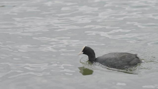 Slow motion shot of coot bird swimming in pond and diving