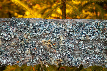 Algae, lichens and moss on a wooden board