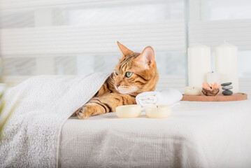 Cute domestic cat enjoys treatments at the spa.