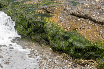Seashore with rocky area full of algae.