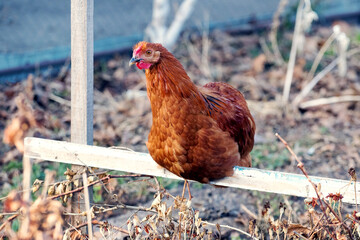Brown chicken sitting on a crossbar in the garden on the farm. Breeding of chickens
