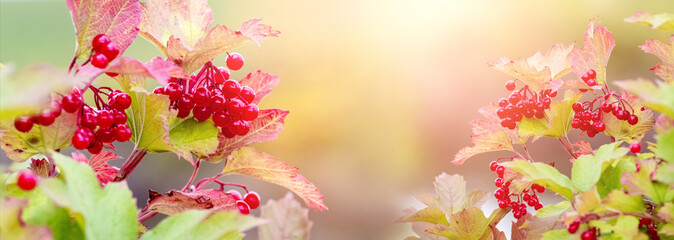 Autumn background with red berries of viburnum on a blurred background in sunny weather - obrazy, fototapety, plakaty