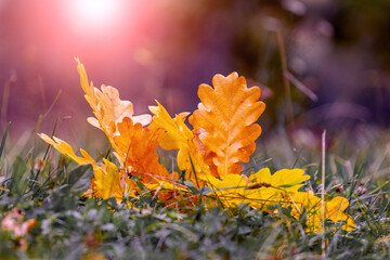 Yellow and orange oak leaves in the forest on the grass on a dark background in the evening during sunset