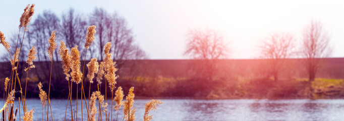 Autumn view with sedge thickets on the river bank at sunset