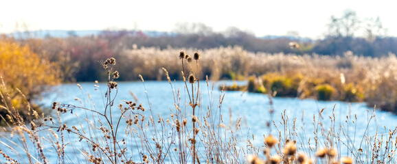 Autumn landscape with thickets of dry grass and weeds on the shores of a lake or river in sunny weather