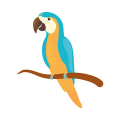 macaw bird on branch
