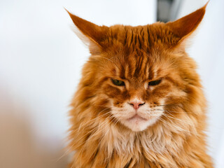 A Portrait of a ginger Maine Coon
