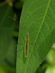 Leptocorisa oratoria, the rice ear bug, is an insect from the family Alydidae, the broad-headed bugs.