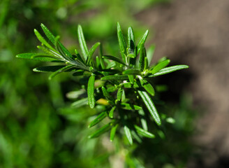 A Close-up shot of fresh rosemary growing in a garden.