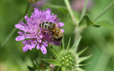 Biene auf einer lila Witwenblume