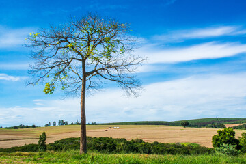 fazenda itaúna, fazenda santa helena, fazenda santa maria, itatinga, pólo cuesta,