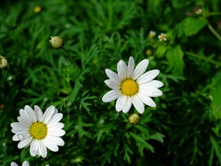 white daisy flower