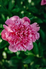 pink peony flower on a green background