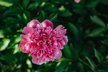 pink peony flower on a green background