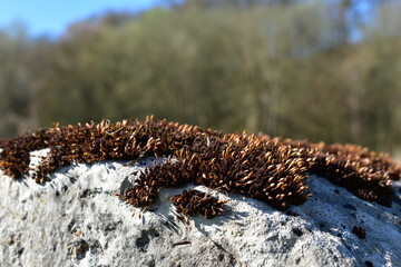 Natur - Stein - Pflanzen - Wald - Bäume