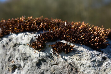 Natur - Stein - Pflanzen - Wald - Bäume