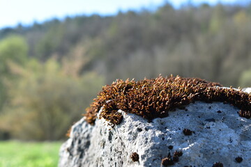Natur - Stein - Pflanzen - Wald - Bäume
