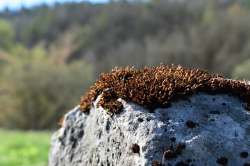 Natur - Stein - Pflanzen - Wald - Bäume