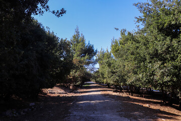Road full of trees in the forest