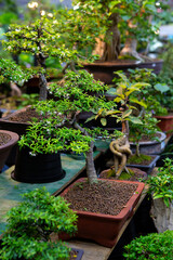 Bonsai trees for sale at the plant show.